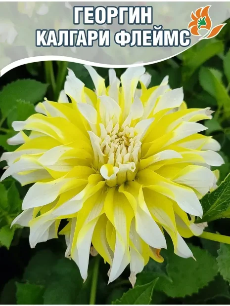 Георгин Калгари Флеймс (декоративный)