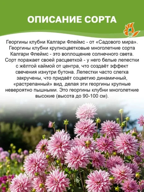 Георгин Калгари Флеймс (декоративный)