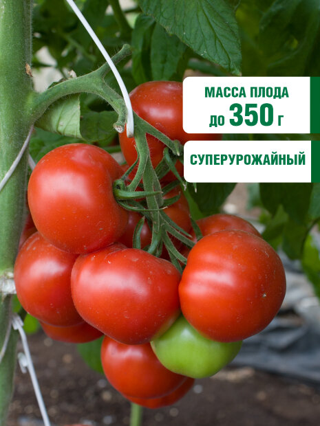 Томат Мамонтенок семена 