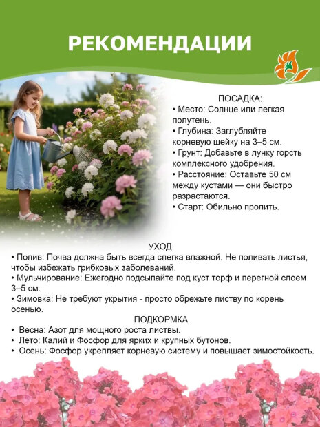Флокс Щербет Бленд