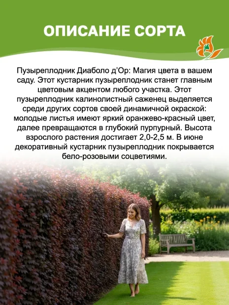 Пузыреплодник Диаболо д'Op (калинолистный)  саженцы 