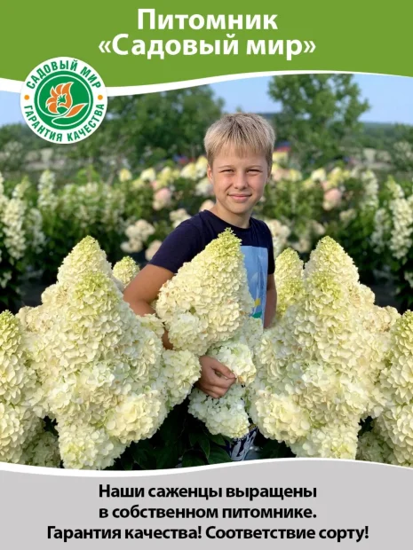 Пузыреплодник Диаболо д'Op (калинолистный)  саженцы 