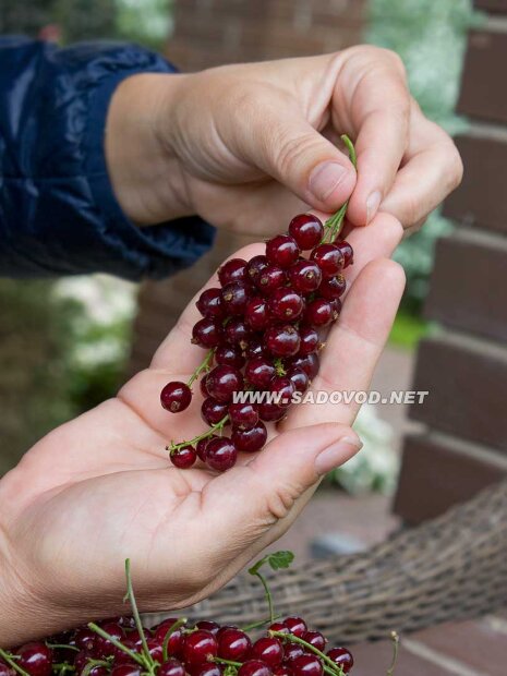 Смородина Виксне (красная) саженцы 