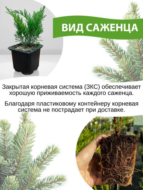 Туя Глобоза (западная)