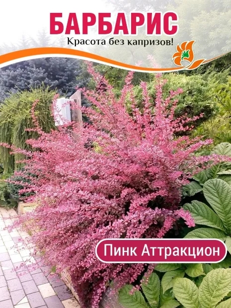 Барбарис Пинк Аттракцион (Тунберга) саженцы 