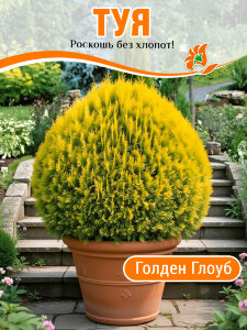 Туя Голден Глоуб (западная) Туя Голден Глоуб (западная)