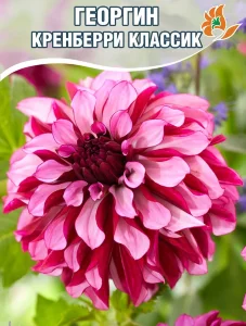 Георгин Кренберри Классик (декоративный) Георгин Кренберри Классик (декоративный)