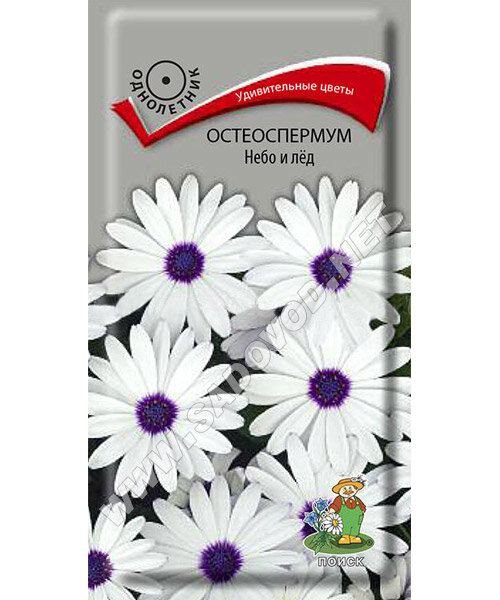Остеоспермум Небо и лед семена