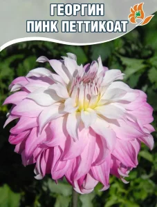 Георгин Пинк Петтикоат (декоративный)   