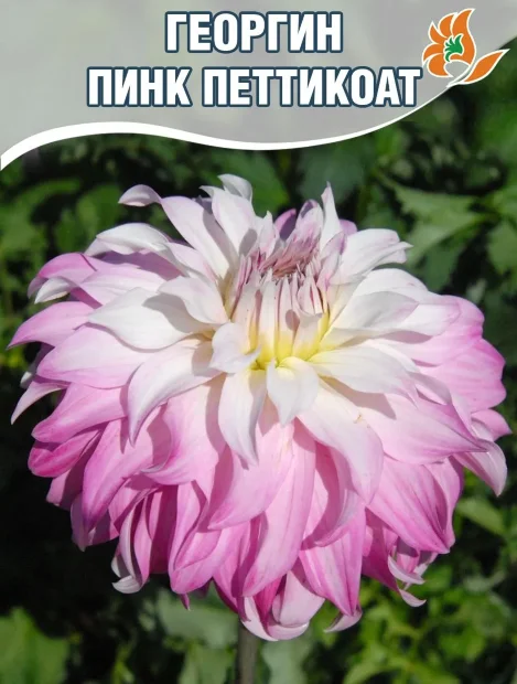 Георгин Пинк Петтикоат (декоративный)   