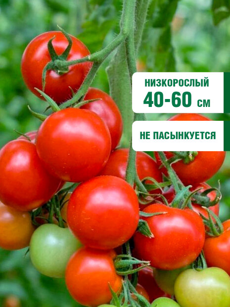 Томат Санька семена 