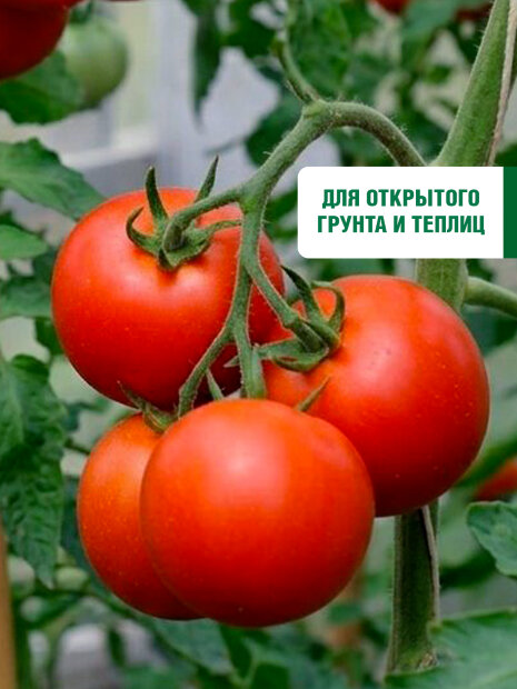 Томат Санька семена 