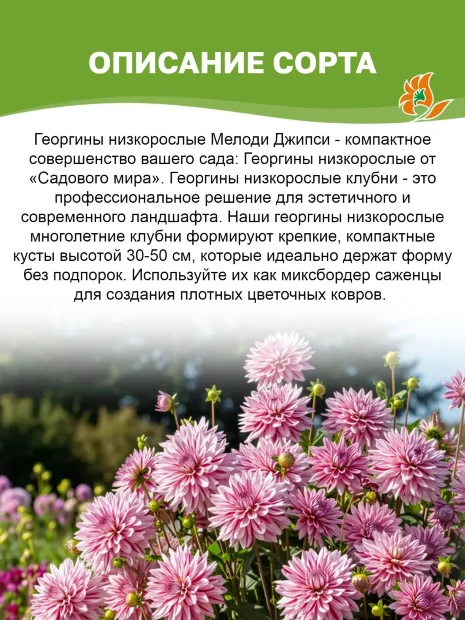 Георгин Мелоди Джипси (низкорослый)
