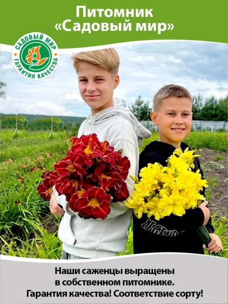 Лилейник Вайлд энд Вандефул