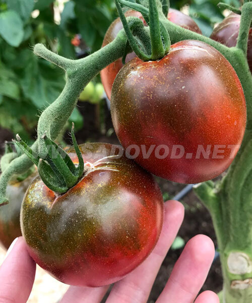 Томат Чёрная Лакомка семена 