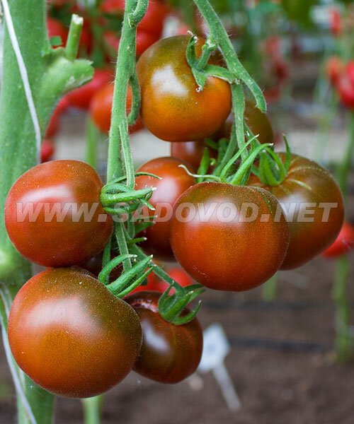 Томат Чёрная Лакомка семена 